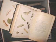 DORSET Natural History & Antiquarian Field Club Proceedings, 32 vols, 8vo, plates, maps, cloth,