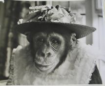 PHOTOGRAPHY, quantity of large press photos of Chimpanzees wearing clothes and playing with props in