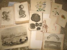 [PRINTS] coll'n of engr. plates, incl. NATURAL HISTORY, MEDICAL, PORTRAIT etc.