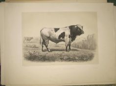 [CATTLE] 25 fine 19th c. prints of cows, etc. (25).