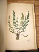 [FERNS] SOWERBY (J.) & JOHNSON (C.) Ferns of Great Britain, 8vo, 49 h-col'd plates, cloth (spine