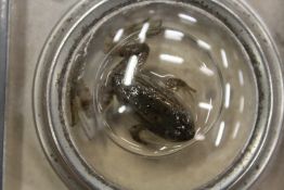An unusual silver cigarette box, the lid mounted with a frog.