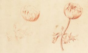 An 18th Century Sanguine Study of a flower, Initialled H.B. and dated July 10 1765. 8