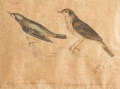 19th Century Continental School. A Pair of Watercolour Drawings of Small Birds, Signed and