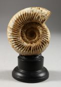 AN AMMONITE SPECIMEN. 4ins.