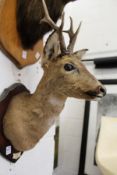 A stuffed and mounted roe deer's head on a shield shaped plaque.