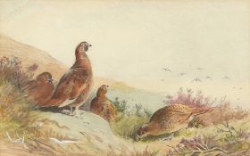 Archibald Thorburn (1860-1935) British. 'Grouse in a Highland Landscape', Watercolour & Pencil,