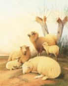 Fredrick Valter (1850-1930) British, sheep resting at dusk, watercolour, signed, 14