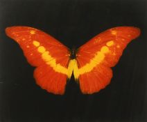 Damien Hirst, (b. 1965), red butterfly, framed print, signed in pencil 'for Daniel', paper