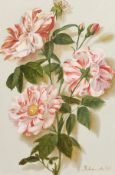 Yulya Novojilova, Russian, 'Camellias', signed oil on canvas, 11.5