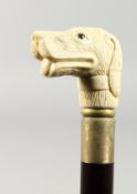 A WALKING STICK the bone handle carved as a dog's head.