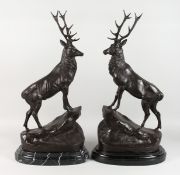 AFTER MOIGNIEZ A LARGE PAIR OF BRONZE STAGS, on marble bases. 29ins high.