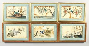 A SET OF SIX CHINESE PICTURES of birds on rice paper, in gilt frames. 7.5ins x 4ins.