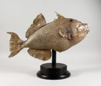 TAXIDERMY - A TRIGGERFISH.