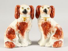 A PAIR OF STAFFORDSHIRE KING CHARLES SPANIELS. 8ins high.
