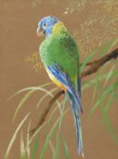 Circle of Ralston Gudgeon. A study of a parrot perching on a branch, watercolour/gouache, 12
