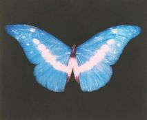 Damien Hirst, (b.1965), Blue butterfly, framed print, signed in pencil, paper dimensions 16
