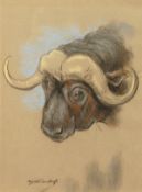 Raymond John Vandenbergh (1889-1960's) British, 'A Water Buffalo', pastel, signed, 10.5