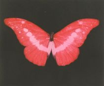 Damien Hirst, (b.1965), Pink butterfly, framed print, signed in pencil and inscribed 'for Sara',
