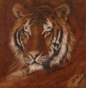 20th century British, A head study of a tiger, chalk, 11.5