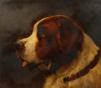 Early 20th century English school, A study of a St. Bernard dog, oil on panel, indistinctly