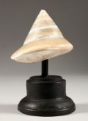 A TROPICAL SHELL, on ebonised stand. 6ins high inc. stand.