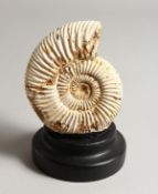 A FOSSILIZED AMMONITE, on an ebonised stand. 6.25ins high inc. stand.