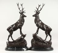 AFTER J. MOIGNIEZ A LARGE PAIR OF BRONZE STAGS on marble bases. Signed.