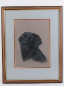 Paul West, 20th century pastel, a black Labrador gun dog, signed lower left and labelled verso,