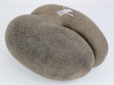 A Lodoicea 'Coco de Mer' nut (monotypic genus in the palm family) a rare species of palm tree