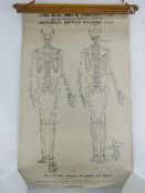 A set of twelve anatomical or medical teaching diagrams on the skeleton, musculature,