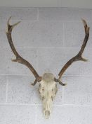 Taxidermy; a stag skull having five point antlers, approx 80cm in length.