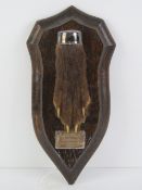 A shield mounted fox paw bearing paper label verso for Rowland Ward Ltd Taxidermists,