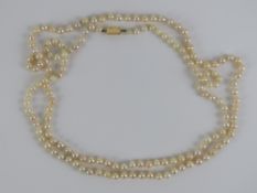 A long string on individually knotted pearls having yellow metal clasp, no apparent hallmarks,