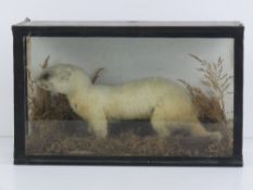 A vintage taxidermy Stoat in winter clothing, presented in a naturalized setting within glazed case,