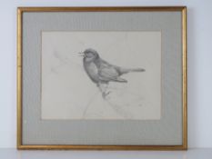 Pencil sketch; Blackbird upon a branch, 21 x 29cm.