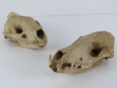 One juvenile fox skull, one badger skull