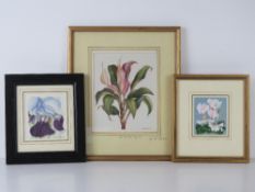 Three watercolour studys by Julia Griffi