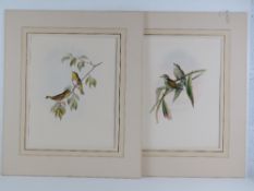 A pair of John Gould Birds of Great Brit