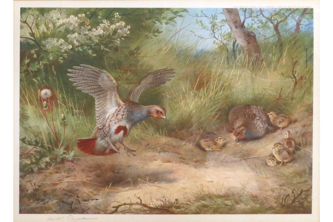 Archibald Thorburn (1860-1935), Bird studies, set of four coloured artists proofs, all signed in - Image 2 of 3