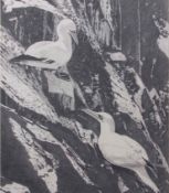 AR Fran Knowles (contemporary), pair of Gannet on a cliff, pencil drawing, signed lower left, 47 x