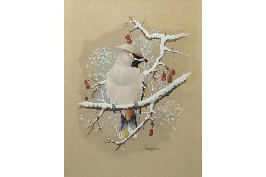 Frederick T Searle (20th century), "Waxwing", gouache, signed lower right, 28 x 22cm