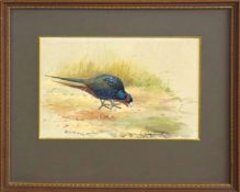 •AR Philip Rickman (1891-1982), , Pheasant in Woodland , watercolour, signed lower left, 16 x 23cm