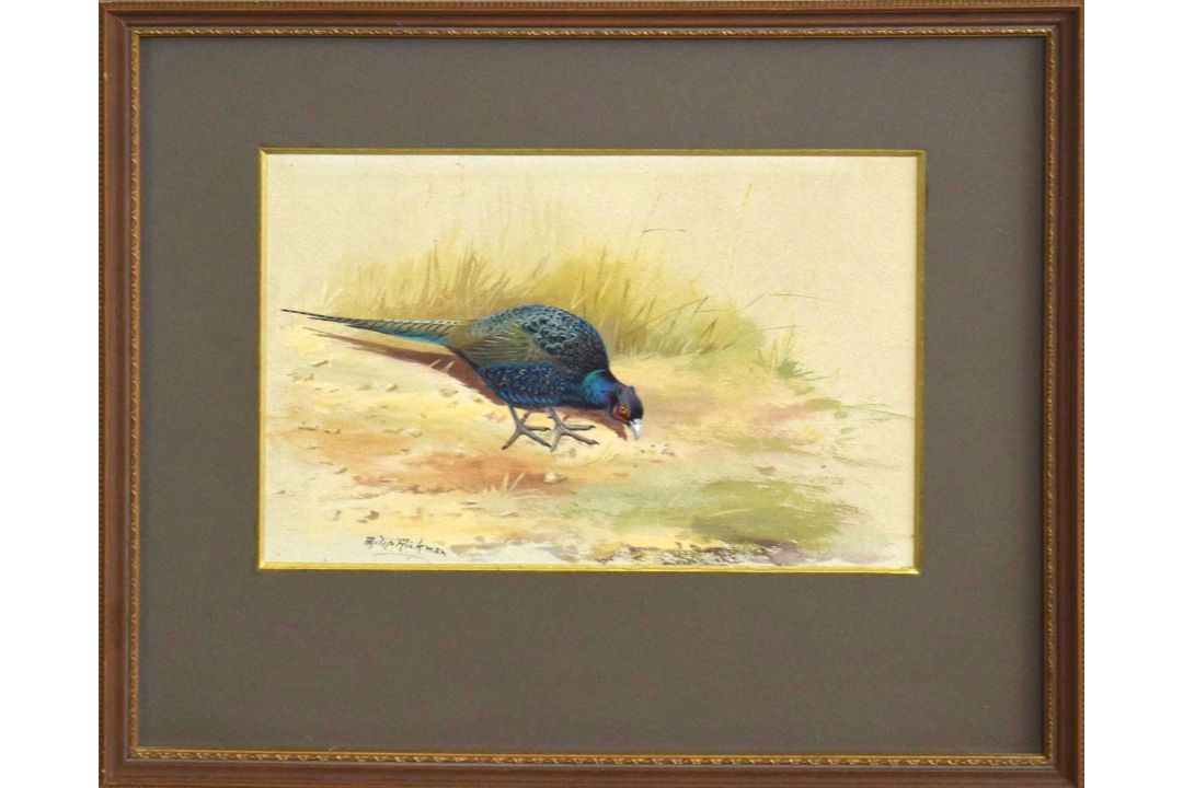 •AR Philip Rickman (1891-1982), , Pheasant in Woodland , watercolour, signed lower left, 16 x 23cm