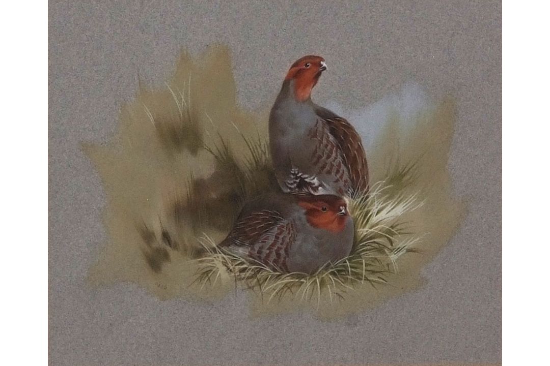 AR Brian Reed (born 1934), English Partridge, watercolour, signed lower left, 16 x 20cms - Image 1 of 2