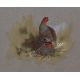 AR Brian Reed (born 1934), English Partridge, watercolour, signed lower left, 16 x 20cms - Image 1 of 2