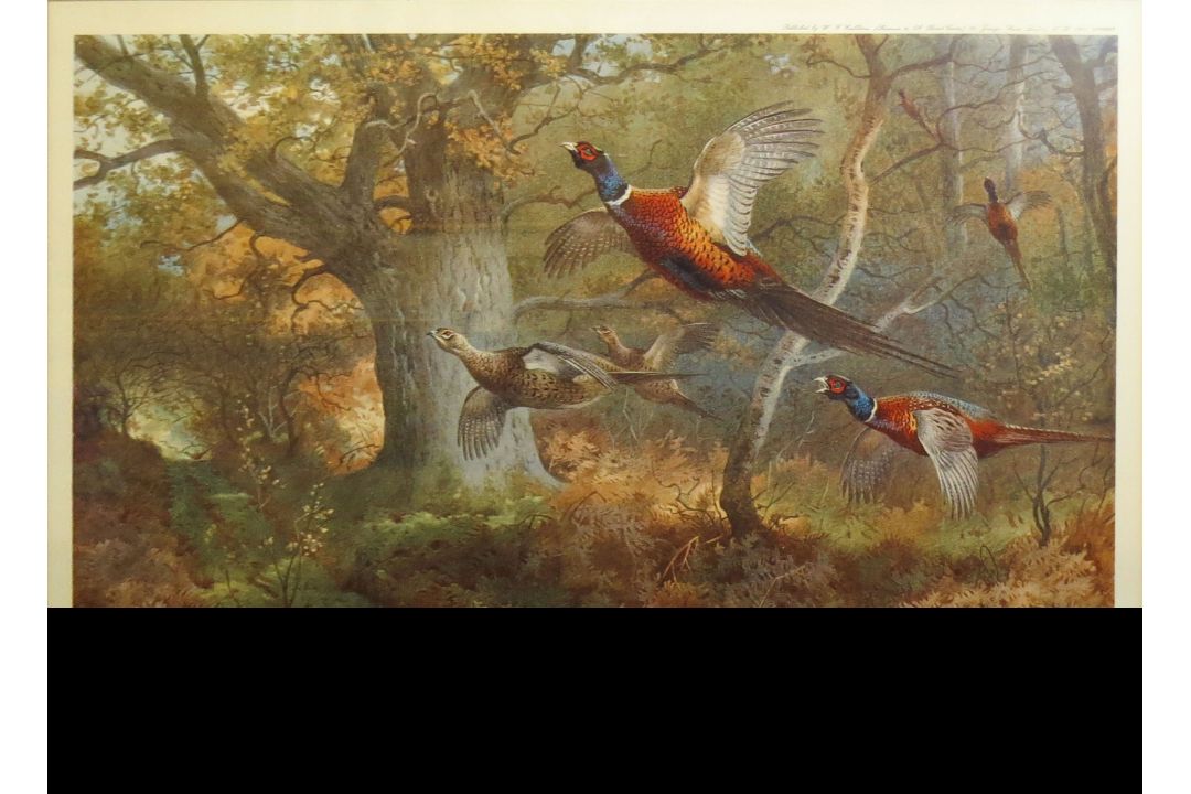 Archibald Thorburn (1860-1935), Bird studies, set of four coloured artists proofs, all signed in - Image 1 of 3