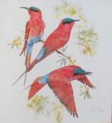 After Chris van Rooyen, Exotic birds, pair of coloured prints, 50 x 45cm