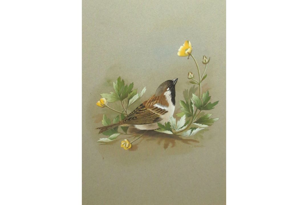 Terence James Bond (born 1946), "House Sparrow", watercolour, signed lower right, 31 x 21cm