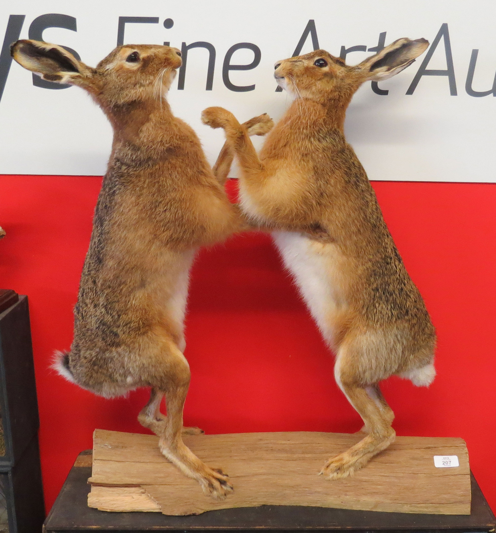 Taxidermy uncased pair of boxing Hares on wooden base